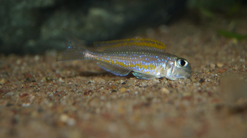 Xenotilapia flavipinnis 'Mutondwe (Crocodile) Island'